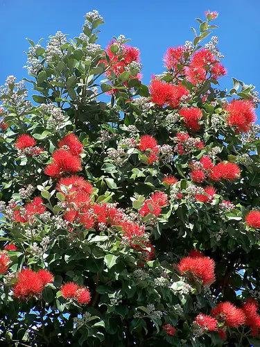 Metrosideros Fireworks (Metrosideros collina)