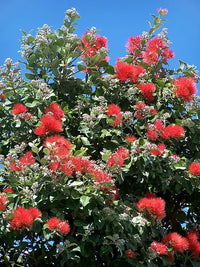 Metrosideros Fireworks (Metrosideros collina)