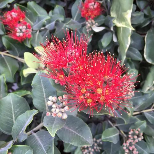 Metrosideros Fireworks (Metrosideros collina) - Ladybird Nursery