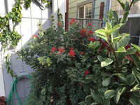 Metrosideros Fireworks (Metrosideros collina) - Ladybird Nursery