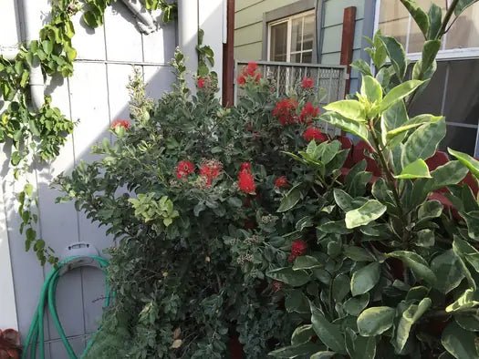 Metrosideros Fireworks (Metrosideros collina) - Ladybird Nursery