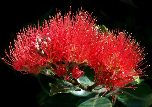 Metrosideros Fireworks (Metrosideros collina)