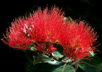 Metrosideros Fireworks (Metrosideros collina)