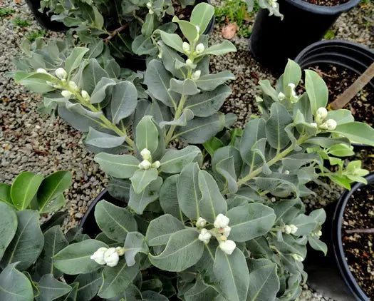 Metrosideros Fireworks (Metrosideros collina)