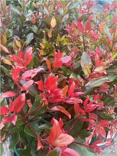 Metrosideros Little Bridget (Metrosideros collina)