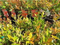 Metrosideros Little Bridget (Metrosideros collina) - Ladybird Nursery