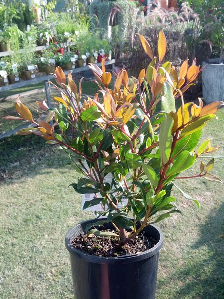 Metrosideros Little Bridget (Metrosideros collina)