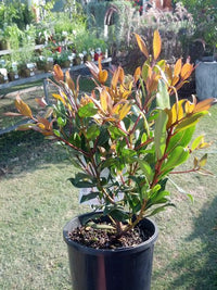 Metrosideros Little Bridget (Metrosideros collina)