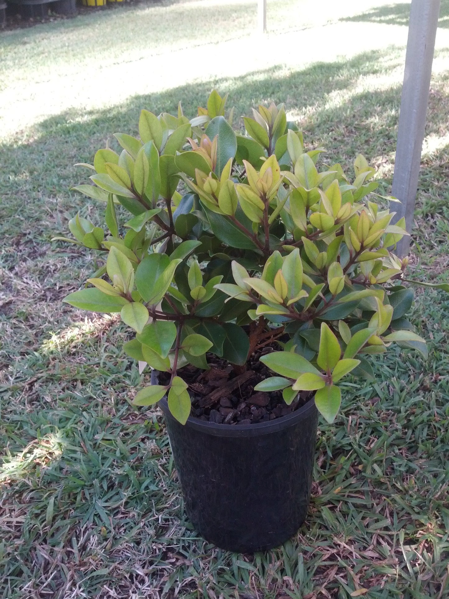 Metrosideros Little Bridget (Metrosideros collina)