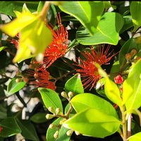 Metrosideros Little Bridget (Metrosideros collina)