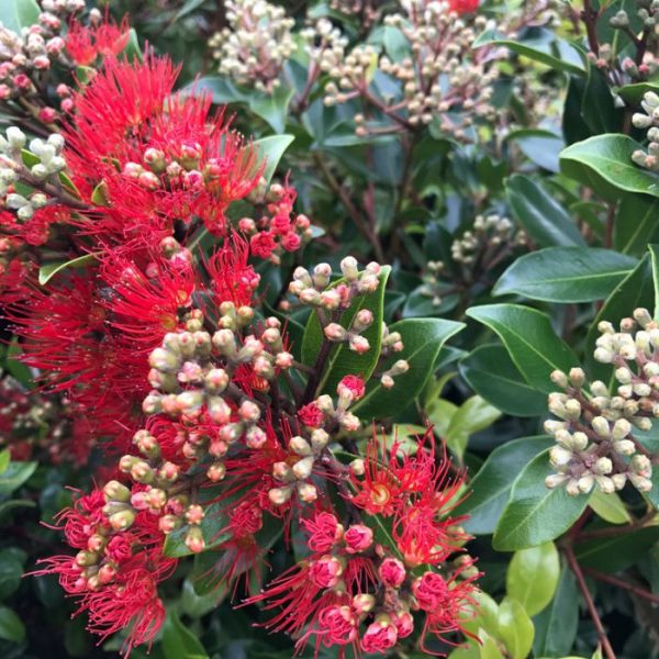 Metrosideros Little Ewan (Metrosideros collina)