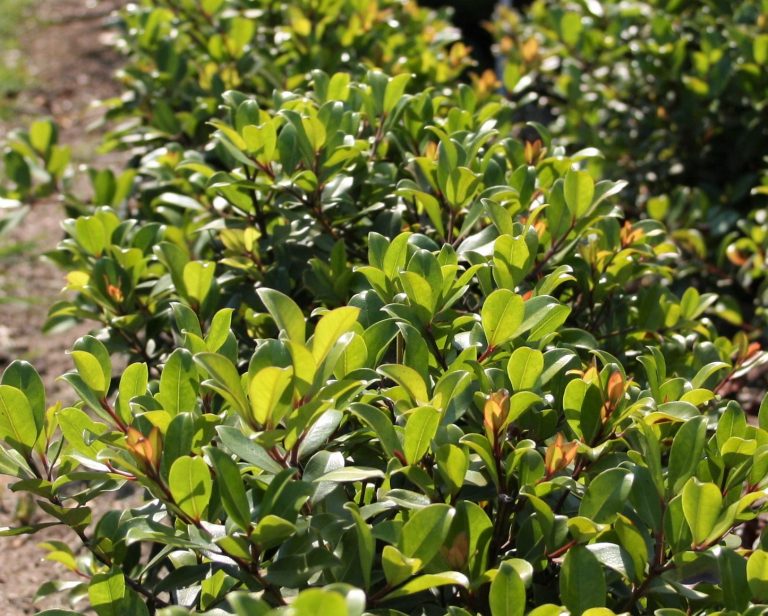 Metrosideros Little Ewan (Metrosideros collina)