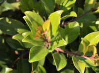 Metrosideros Little Ewan (Metrosideros collina)