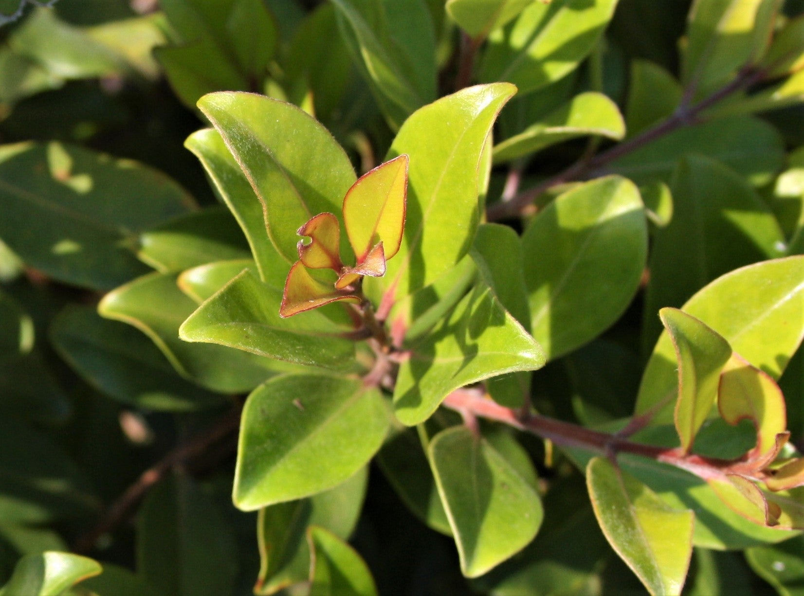 Metrosideros Little Ewan (Metrosideros collina) - Ladybird Nursery
