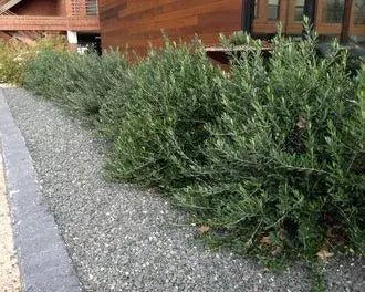 Metrosideros Little Ollie - Ladybird Nursery