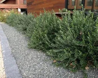 Metrosideros Little Ollie