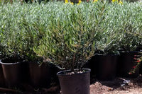 Metrosideros Little Ollie