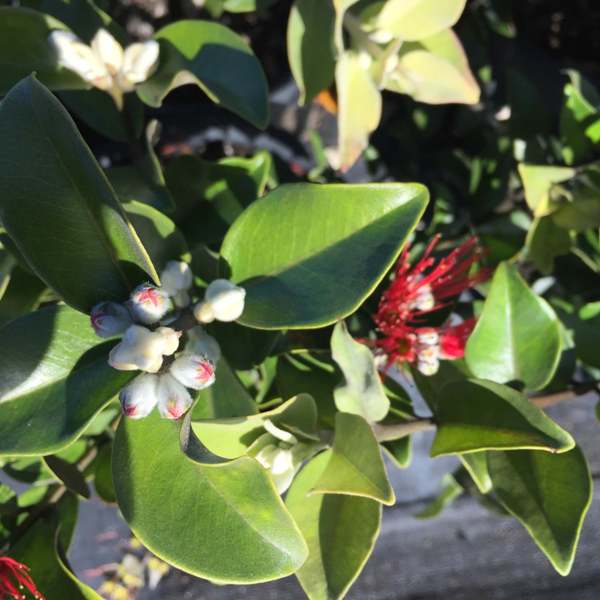 Metrosideros (Metrosideros thomasii) - Ladybird Nursery