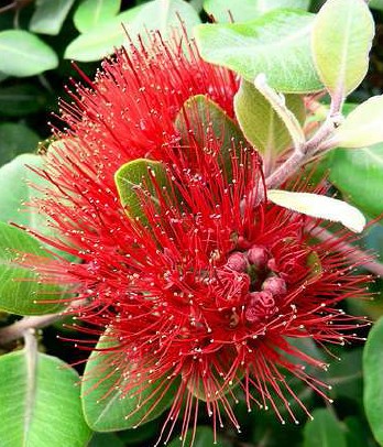 Metrosideros (Metrosideros thomasii)
