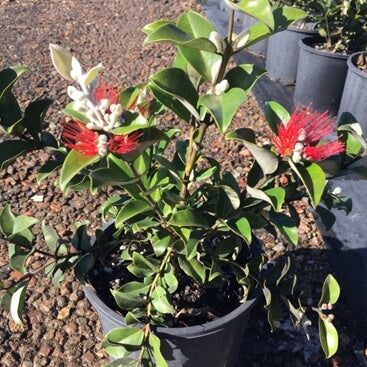 Metrosideros (Metrosideros thomasii)