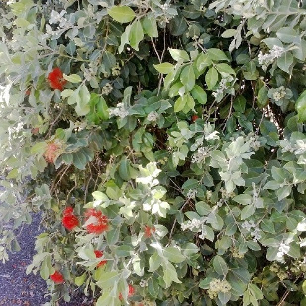 Metrosideros (Metrosideros thomasii)