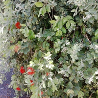 Metrosideros (Metrosideros thomasii)