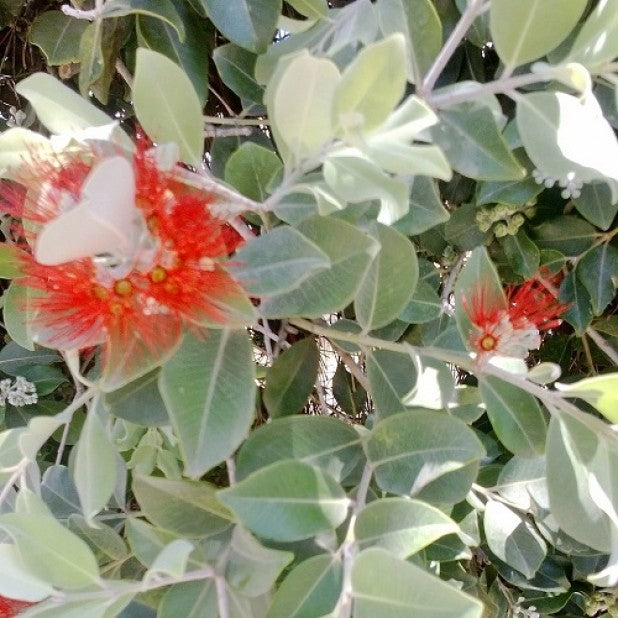 Metrosideros (Metrosideros thomasii)