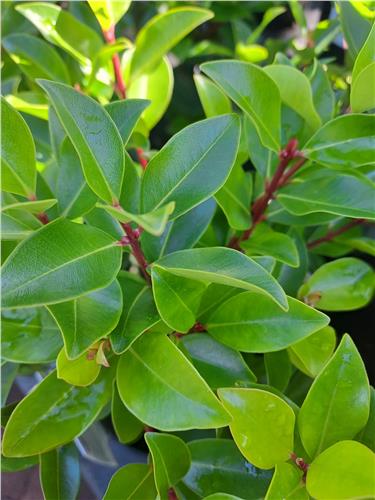 Metrosideros Remarkable Red (Metrosideros Collina)