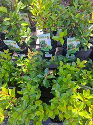 Metrosideros Remarkable Red (Metrosideros Collina) - Ladybird Nursery