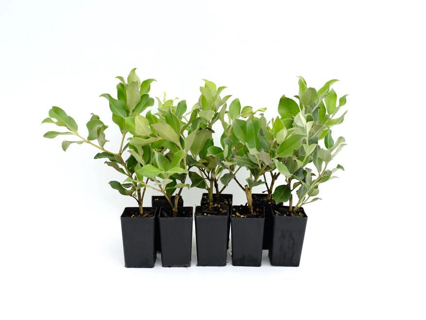 Metrosideros Remarkable Red (Metrosideros Collina) - Ladybird Nursery