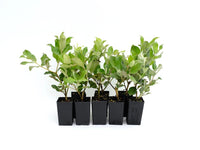 Metrosideros Remarkable Red (Metrosideros Collina) - Ladybird Nursery