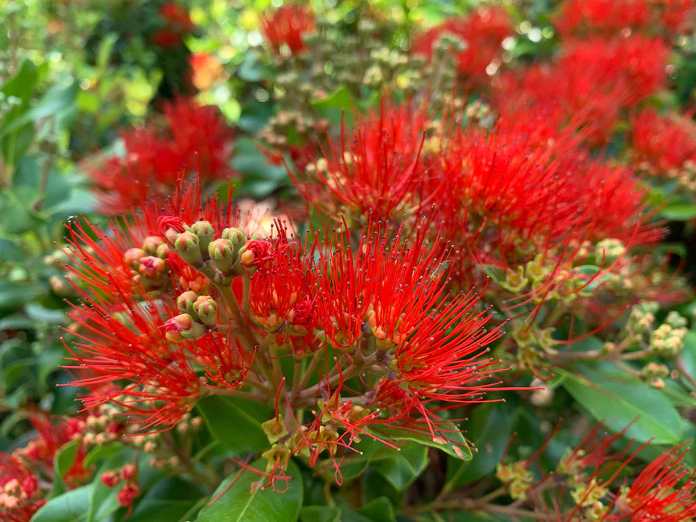 Metrosideros Remarkable Red (Metrosideros Collina)