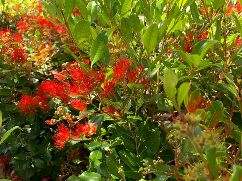 Metrosideros Remarkable Red (Metrosideros Collina)