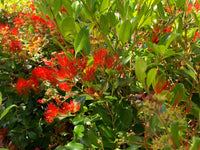 Metrosideros Remarkable Red (Metrosideros Collina)