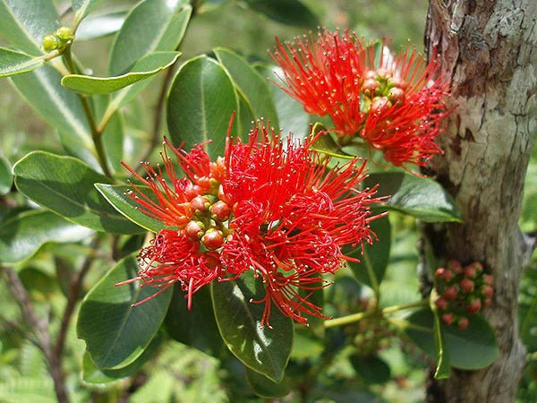 Metrosideros collina 'Tahiti' (Dwarf NZ Christmas Bush) - Ladybird Nursery