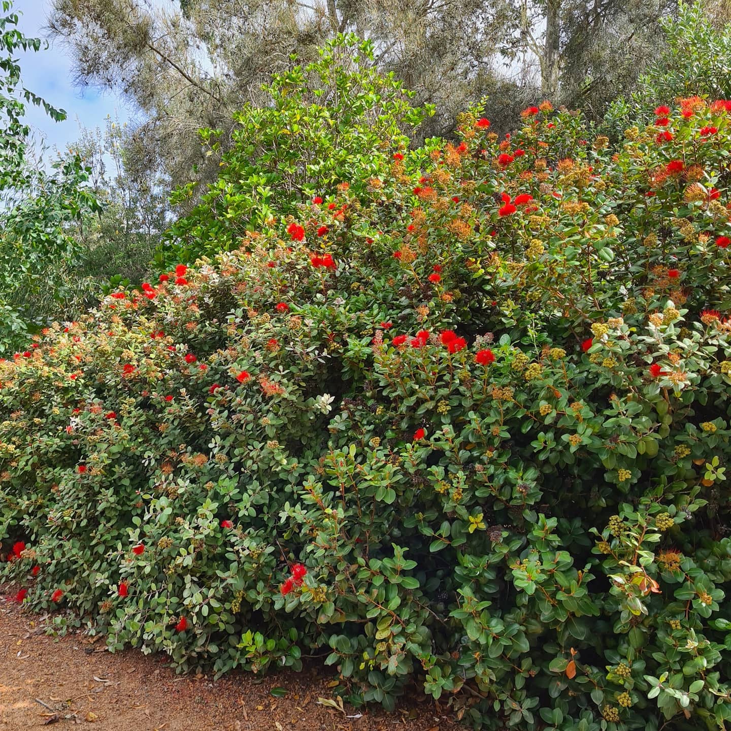 Metrosideros collina 'Tahiti' (Dwarf NZ Christmas Bush) - Ladybird Nursery