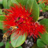 Metrosideros collina 'Tahiti' (Dwarf NZ Christmas Bush) - Ladybird Nursery