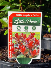 Metrosideros 'Little Peter' - Ladybird Nursery