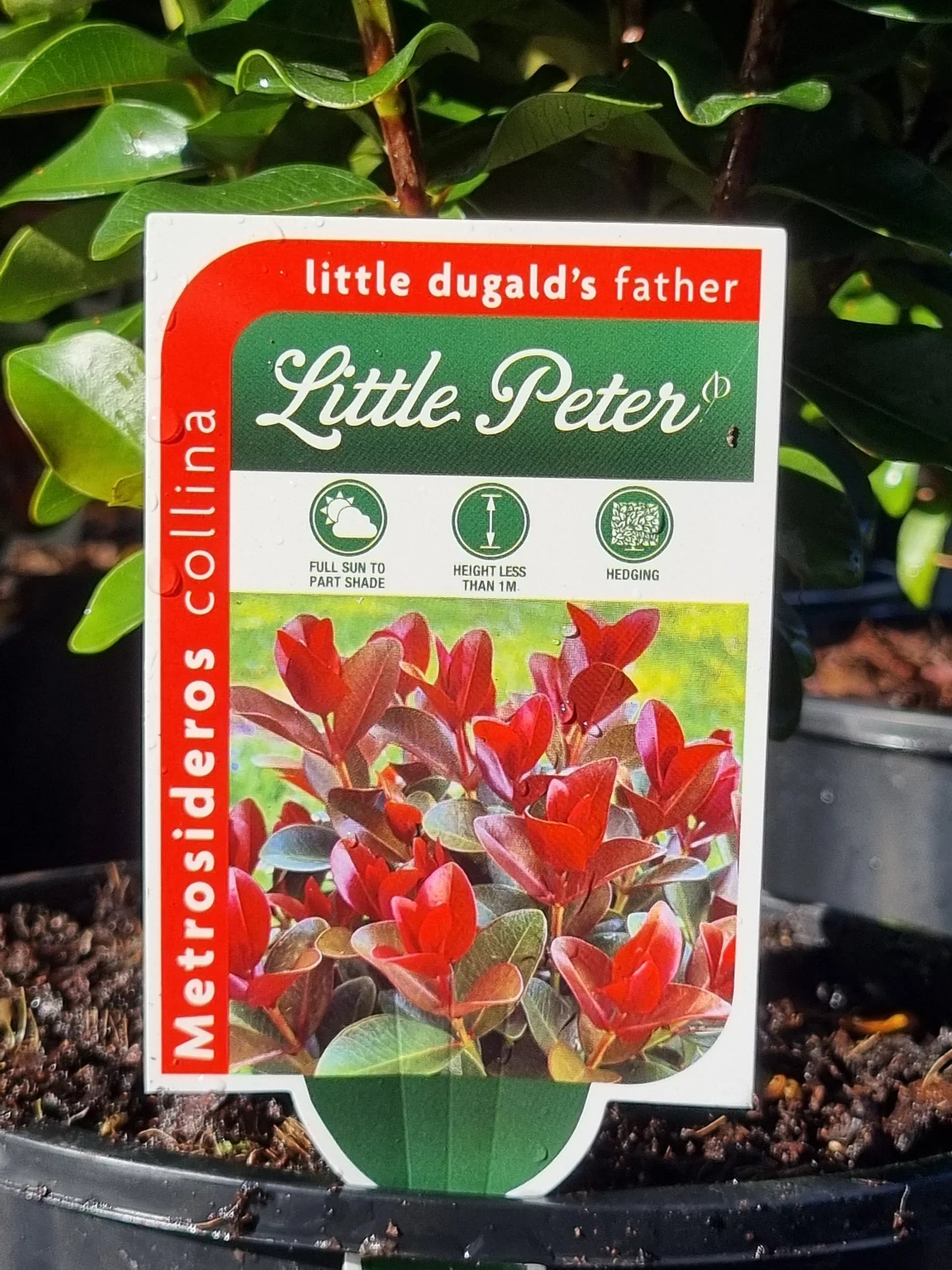 Metrosideros 'Little Peter' - Ladybird Nursery