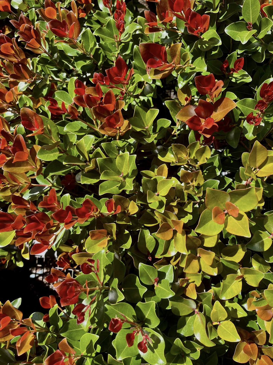 Metrosideros 'Little Peter' - Ladybird Nursery