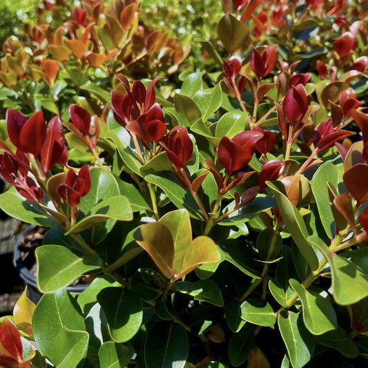 Metrosideros 'Little Peter' - Ladybird Nursery