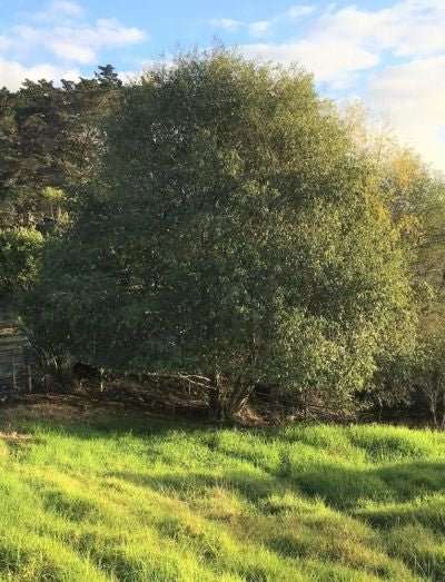 Mexican Alder Evergreen (Alnus jorullensis) - Ladybird Nursery