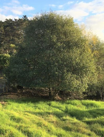 Mexican Alder Evergreen (Alnus jorullensis)