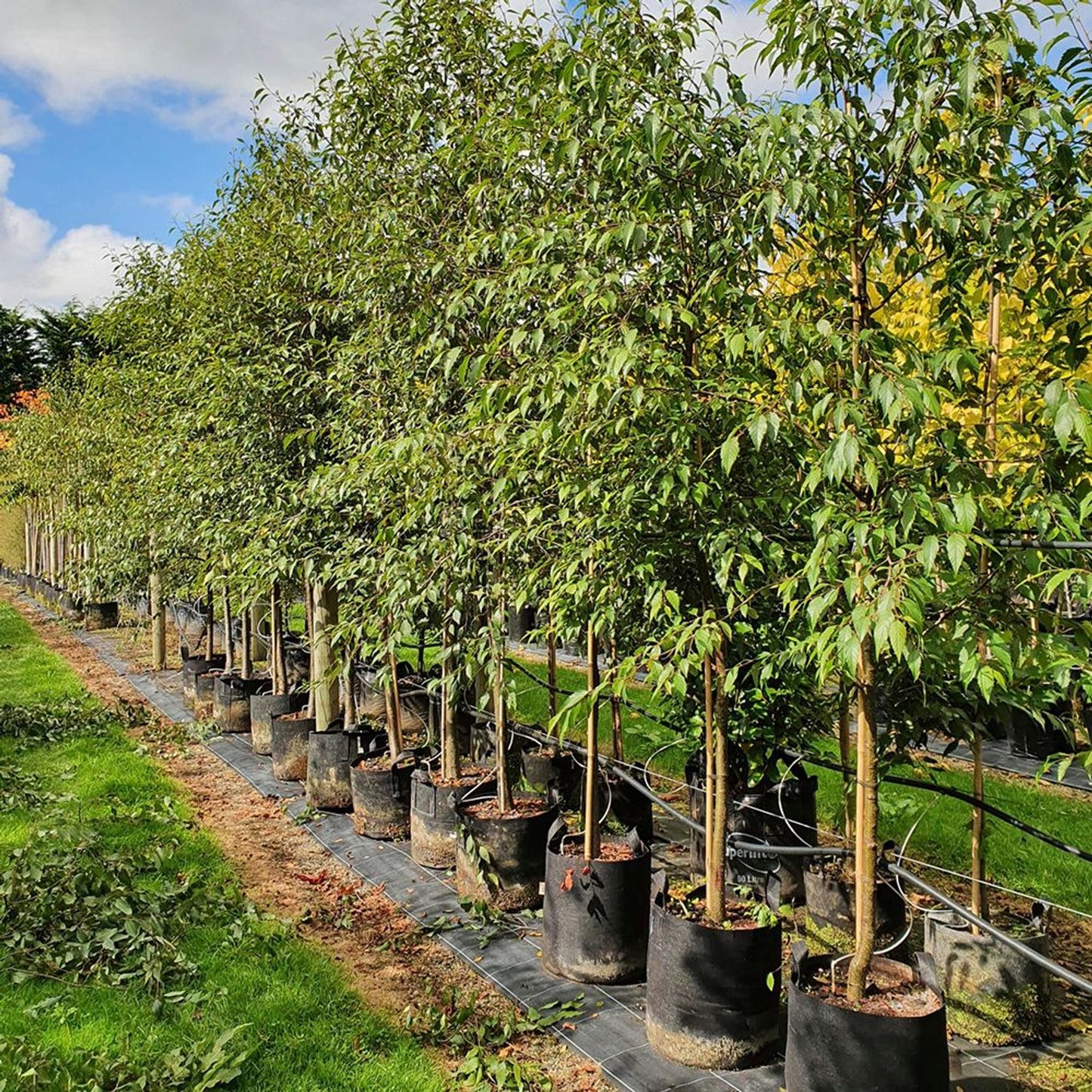 Mexican Alder Evergreen (Alnus jorullensis)