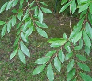 Mexican Alder Evergreen (Alnus jorullensis)