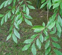 Mexican Alder Evergreen (Alnus jorullensis)