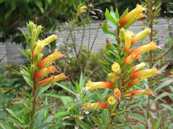 Cuphea Giant Fire Cracker (Cuphea micropetala) - Ladybird Nursery