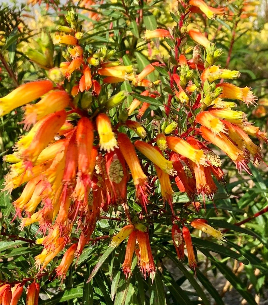 Cuphea Giant Fire Cracker (Cuphea micropetala) - Ladybird Nursery