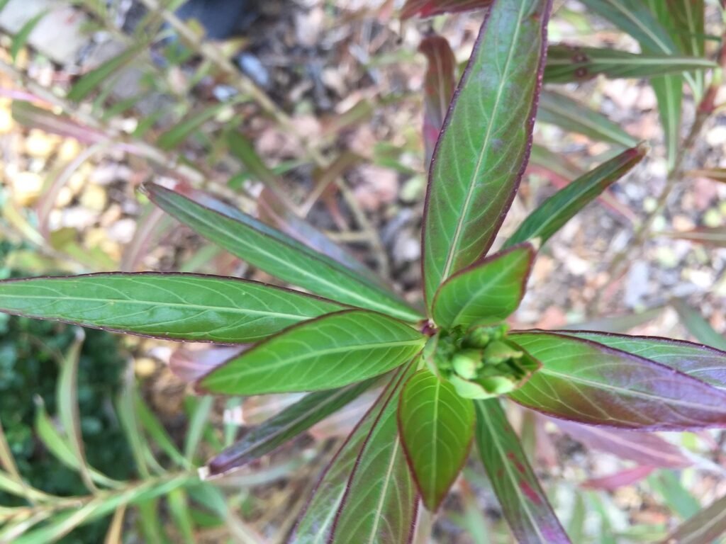 Cuphea Giant Fire Cracker (Cuphea micropetala) - Ladybird Nursery