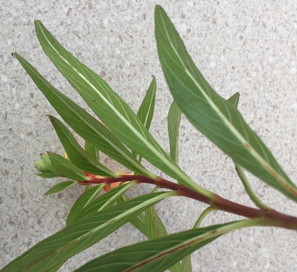 Cuphea Giant Fire Cracker (Cuphea micropetala) - Ladybird Nursery